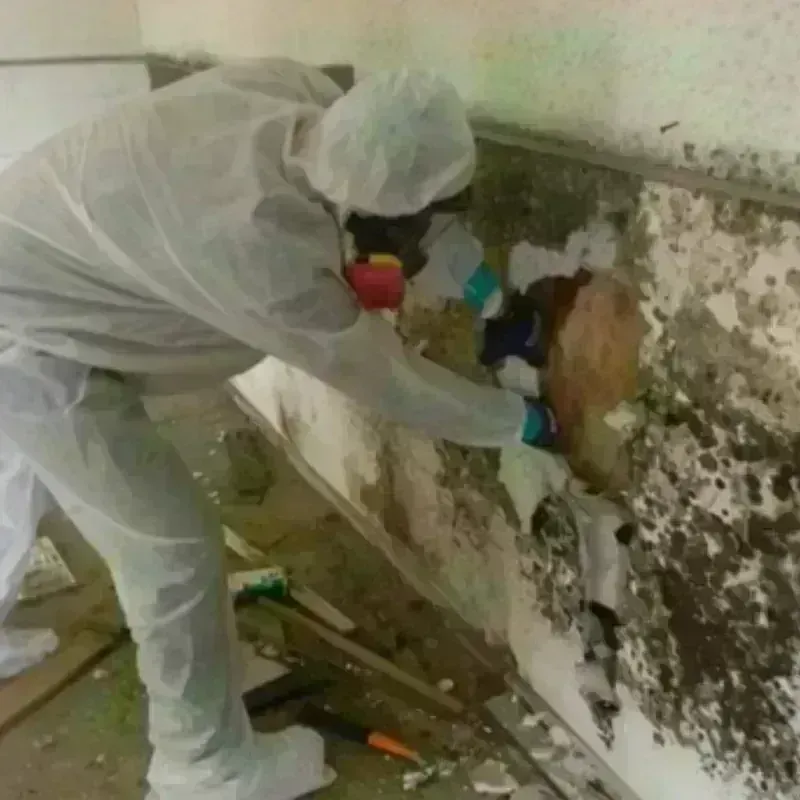 Mold Remediation and Removal in Stockbridge, GA